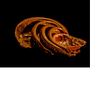 Abalone schelpen uit de Middellandse zee