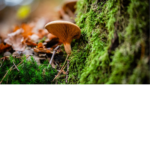 Paddenstoel langs het wandelpad in Lieteberg Zutendaal.