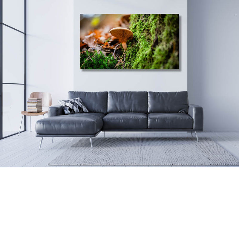 Paddenstoel in het bos