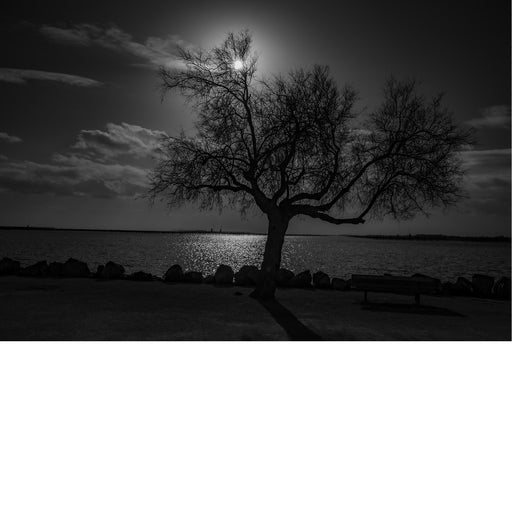 Dit silhouet van de boom werd vastgelegd in Bouzigues.