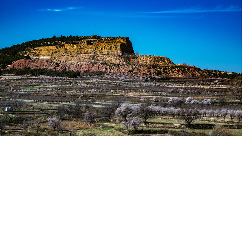 La Yesa (Spanje) ligt in een prachtig gebied. Hier hebben we uitzich op een berg met in het landschap veel amandelbomen die in bloei staan