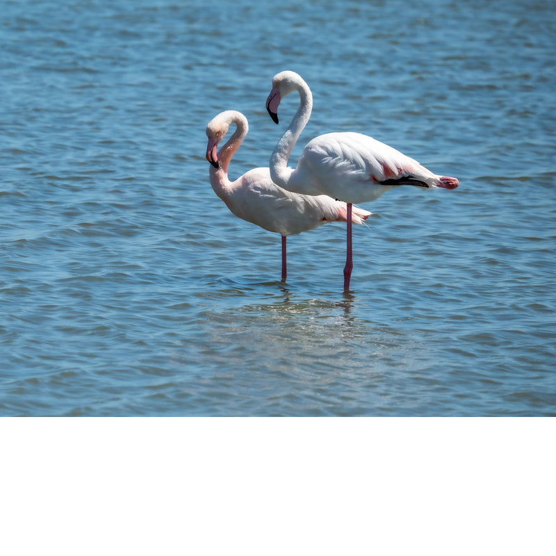Twee roze flamingo's staan op hun lange poten in helder blauw water, de ene met de kop naar beneden gebogen.