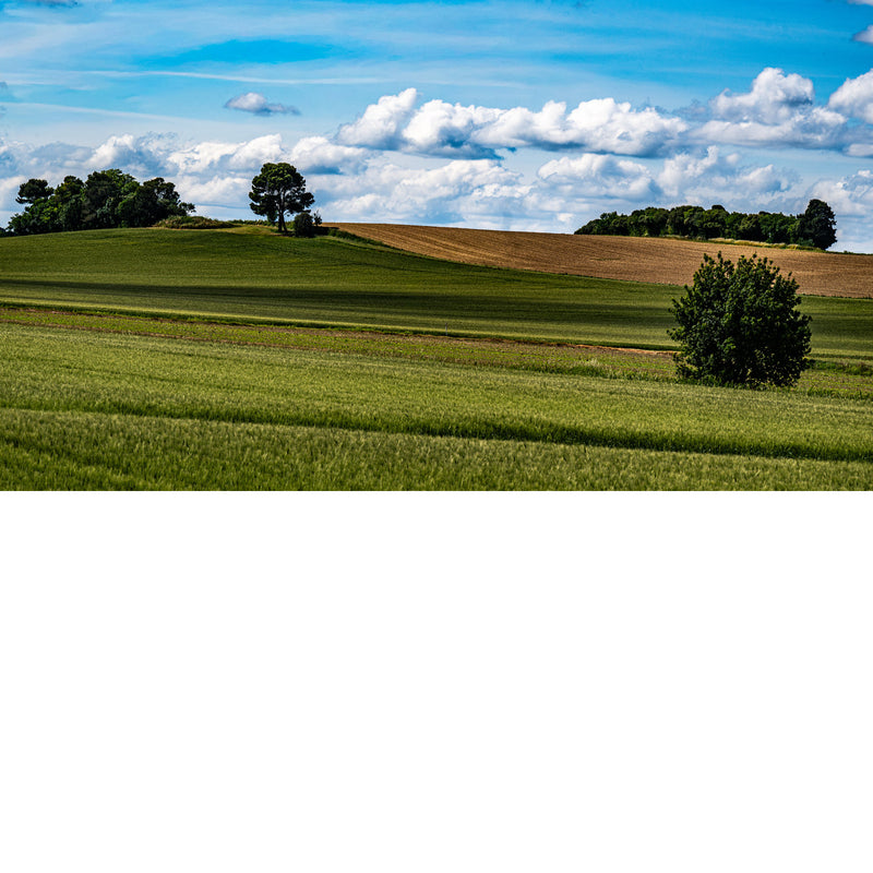 Groene graanvelden en een geploegde akker glooien naar een heuvel met enkele bomen, onder een blauwe lucht vol witte stapelwolken.