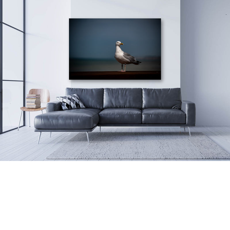 Zilvermeeuw op wacht