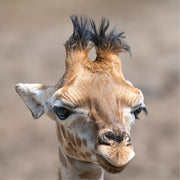 Jonge giraffe met donzige hoornstompjes en lange wimpers kijkt recht in de lens, tegen een wazige, zandkleurige achtergrond.
