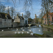 Groep witte zwanen verzamelt bij het water aan de ingang van het Brugse Begijnhof, met een stenen boogbrug en historische gevels op de achtergrond onder een blauwe lucht.