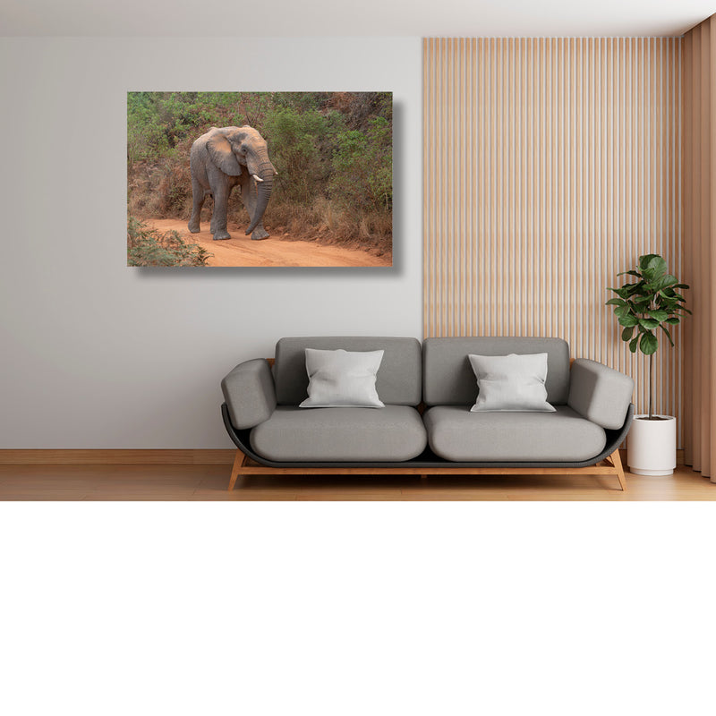 Olifant op stap