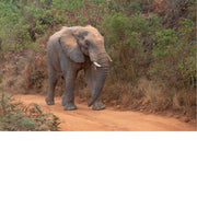 Olifant loopt over een rulle, roodbruine zandweg tussen dicht groen struikgewas.