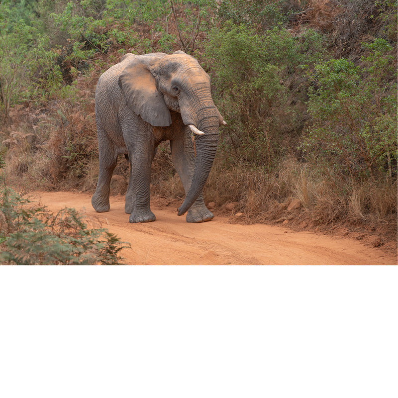 Olifant loopt over een rulle, roodbruine zandweg tussen dicht groen struikgewas.