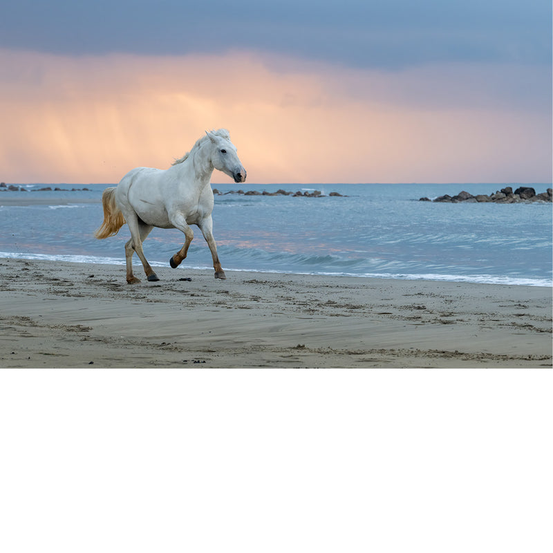 Wit paard galoppeert langs de vloedlijn op het strand van de Camargue, met een dramatische roze-oranje lucht bij zonsopgang en regenbuien op de achtergrond.