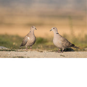 Twee duiven met een zwarte halsband staan tegenover elkaar op de kale grond, met een wazig veld op de achtergrond in warm tegenlicht.