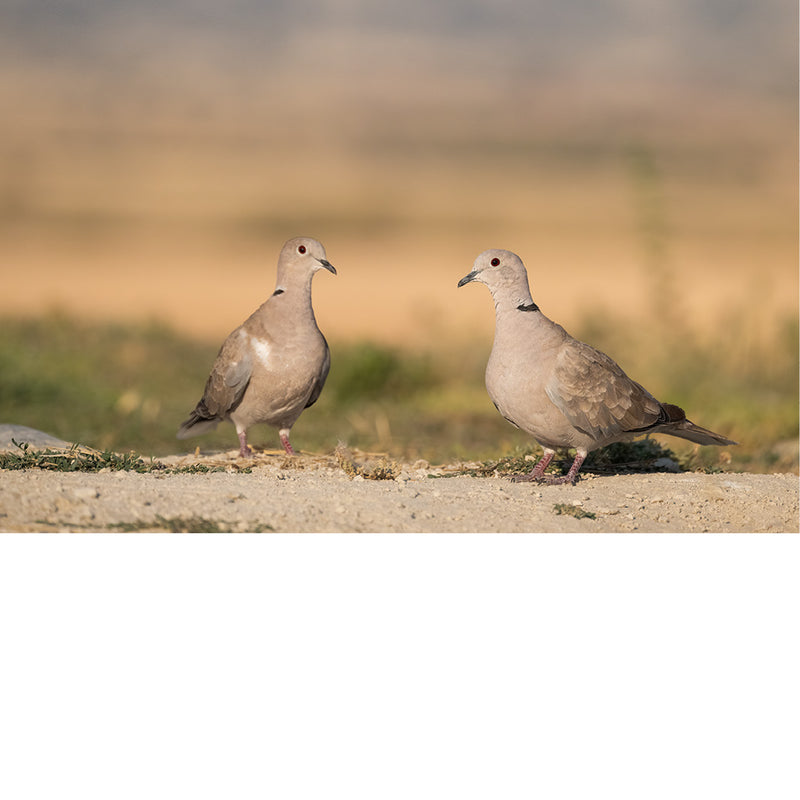 Twee duiven met een zwarte halsband staan tegenover elkaar op de kale grond, met een wazig veld op de achtergrond in warm tegenlicht.