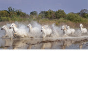 Kudde witte Camargue-paarden rent door ondiep water, met opspattende druppels en groen struikgewas op de achtergrond.