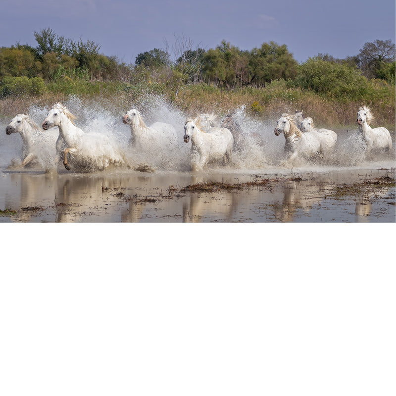 Kudde witte Camargue-paarden rent door ondiep water, met opspattende druppels en groen struikgewas op de achtergrond.
