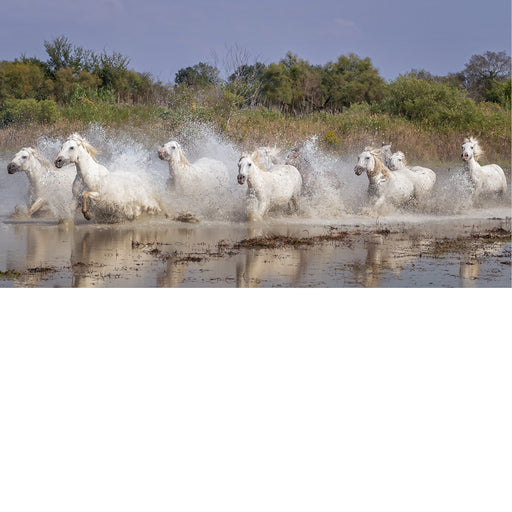 Kudde witte Camargue-paarden rent door ondiep water, met opspattende druppels en groen struikgewas op de achtergrond.