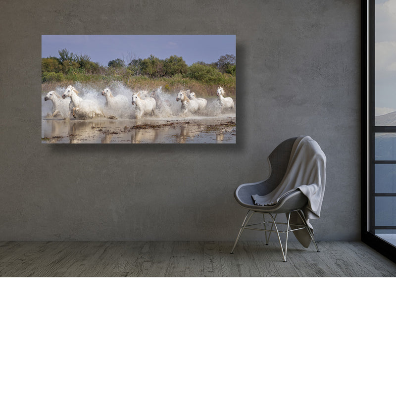 Wilde paarden in de Camargue