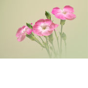 Meerdere roze bloemen met franjerige kroonbladen staan in zacht licht tegen een egale, pastelgroene achtergrond.