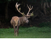 Mannetjeshert met een indrukwekkend gewei vol grasresten roept met open bek, temidden van varens in een schaduwrijk bos in de Ardennen.