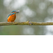 IJsvogel zit op een tak met een zilverkleurig visje in de snavel, tegen een wazige groene achtergrond.