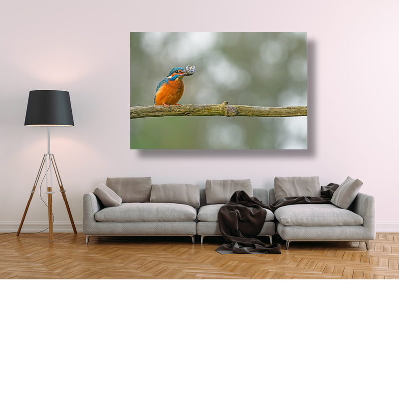 IJsvogel met visje
