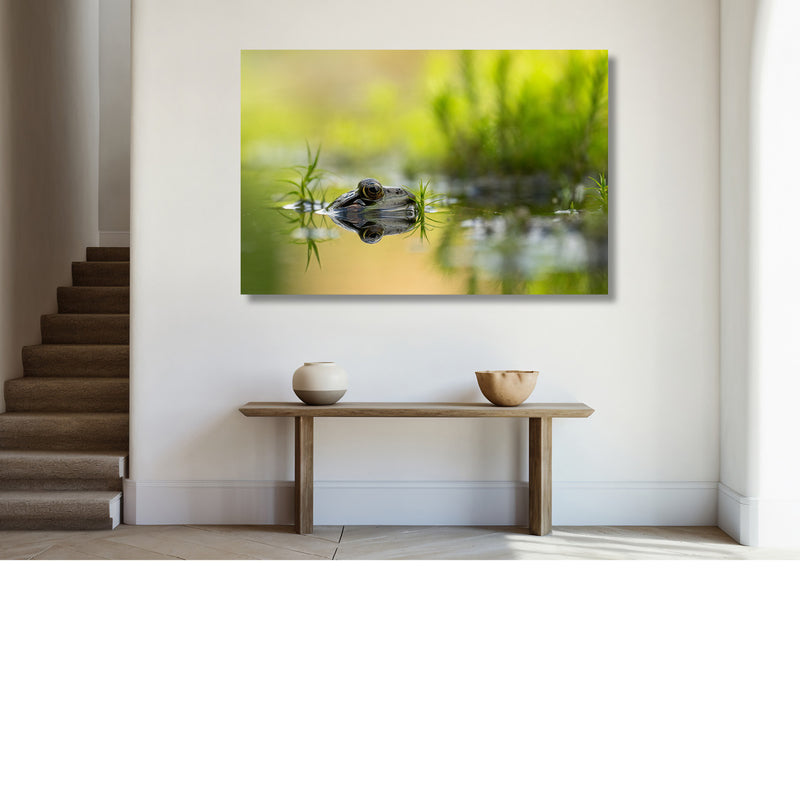 Kikker met reflectie