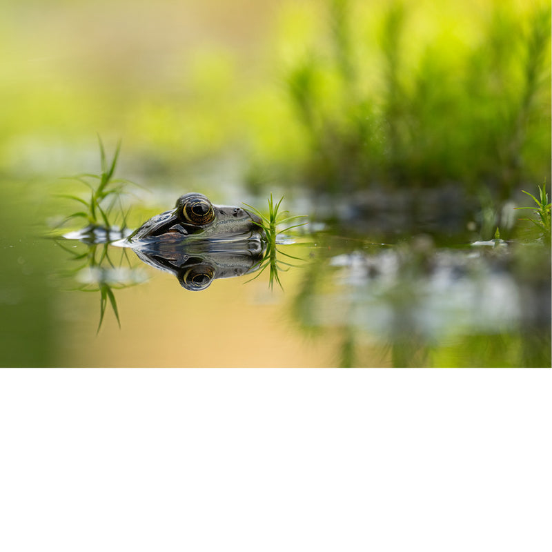 Kikker steekt net zijn kop boven het wateroppervlak uit, met een scherpe spiegeling en wazig groen riet op de achtergrond.