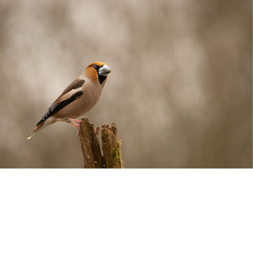 Appelvink rust op een verweerde boomstronk, met zijn kenmerkende dikke snavel goed zichtbaar tegen een wazige bruine achtergrond.