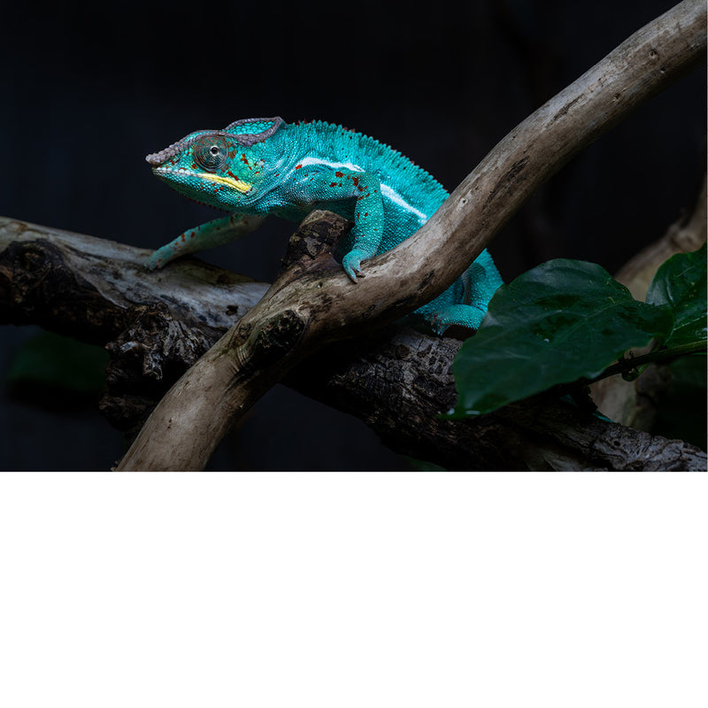 Panterkameleon in felle turquoise kleuren klimt over een tak, tegen een donkere achtergrond.