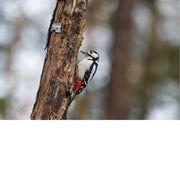 Grote bonte specht klimt tegen een dode boomstam, met zijn zwart-witte verenkleed en rode broedvlek scherp afgetekend tegen een wazige achtergrond.