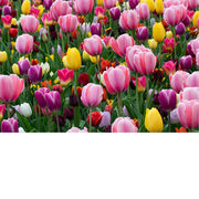 Dicht bloementapijt van kleurrijke tulpen in roze, paars, geel en rood in het Keukenhof.