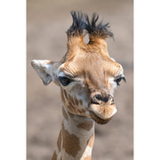 Jonge giraffe met donzige hoornstompjes kijkt licht scheef in de lens, tegen een wazige, zandkleurige achtergrond.