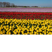 Brede stroken tulpen in geel, rood en paars lopen in rechte lijnen door het veld in Meerdonk, met bomenrijen aan de horizon.