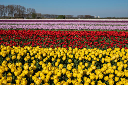Brede stroken tulpen in geel, rood en paars lopen in rechte lijnen door het veld in Meerdonk, met bomenrijen aan de horizon.