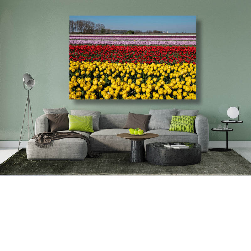 Tulpenvelden in Meerdonk