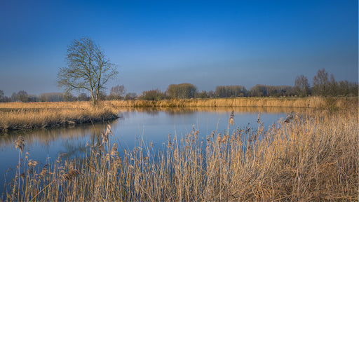 Kale boom staat aan een rustige bocht van de oude Schelde, met droog rietgras op de voorgrond en een strakblauwe lucht.