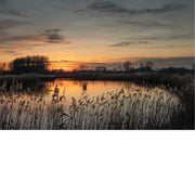 Rietkraag tekent zich in silhouet af tegen een gloeiende oranje zonsondergang boven de Kalkense meersen.