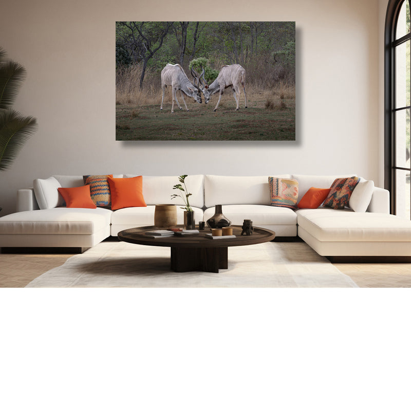 Kudu 's in de clinch