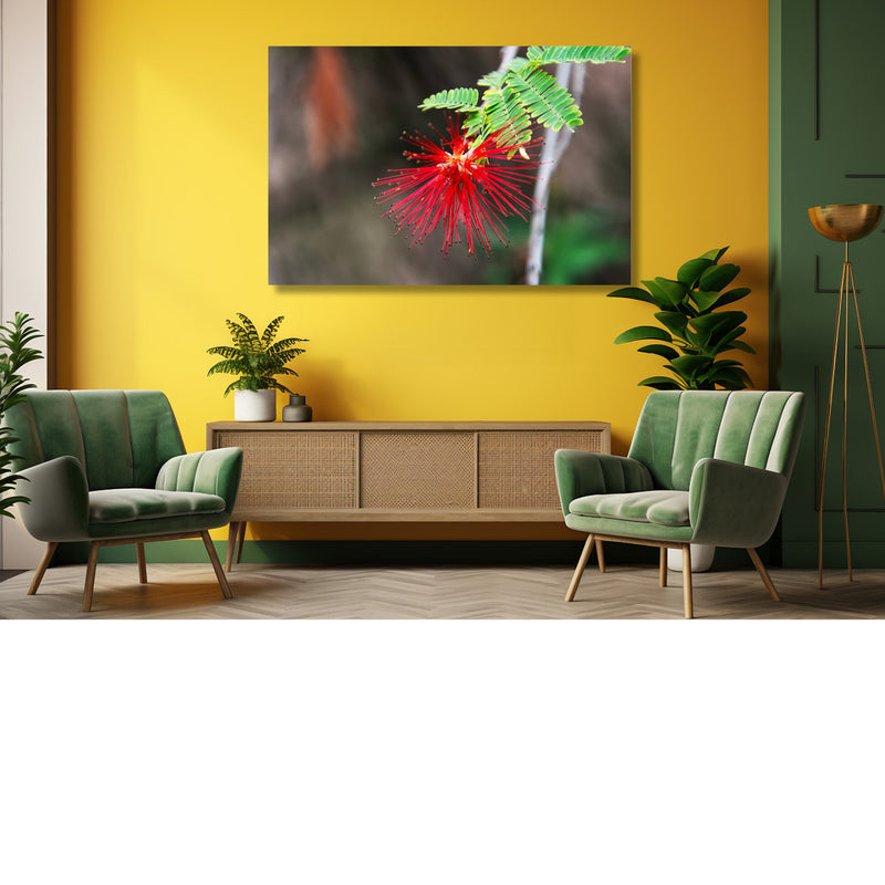 Calliandra tweedii, poederkwastboom, red powder-puff