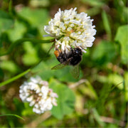 Harige hommel verzamelt nectar op een bolvormig hoofdje witte klaver, met een tweede bloem wazig op de achtergrond.
