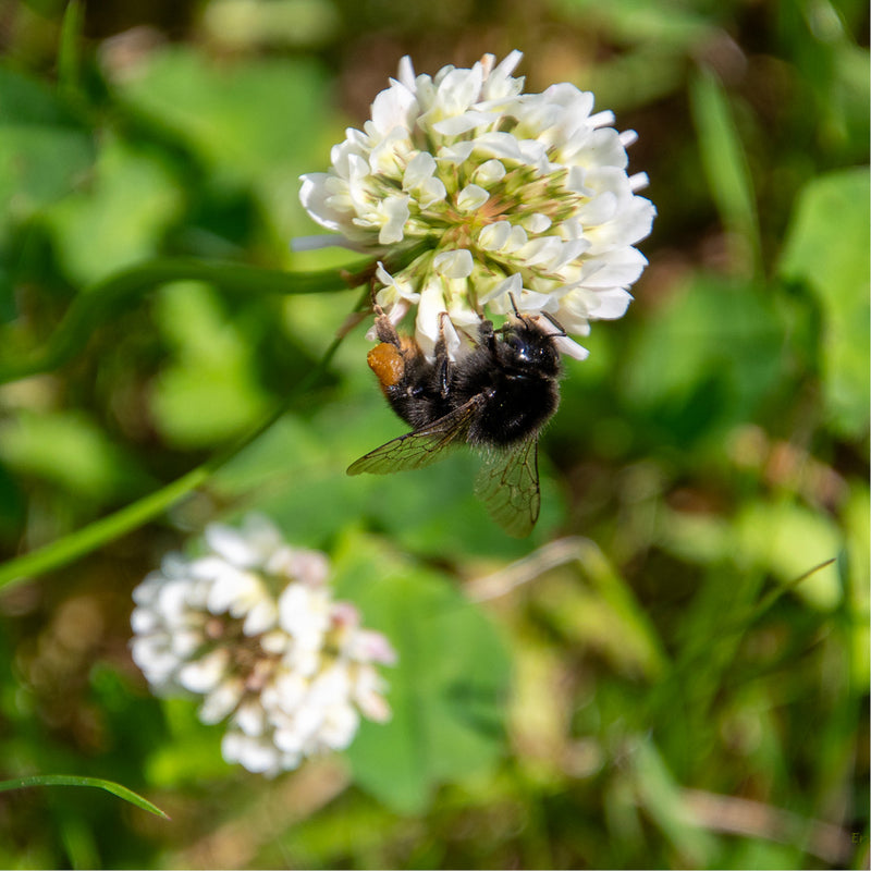 Harige hommel verzamelt nectar op een bolvormig hoofdje witte klaver, met een tweede bloem wazig op de achtergrond.