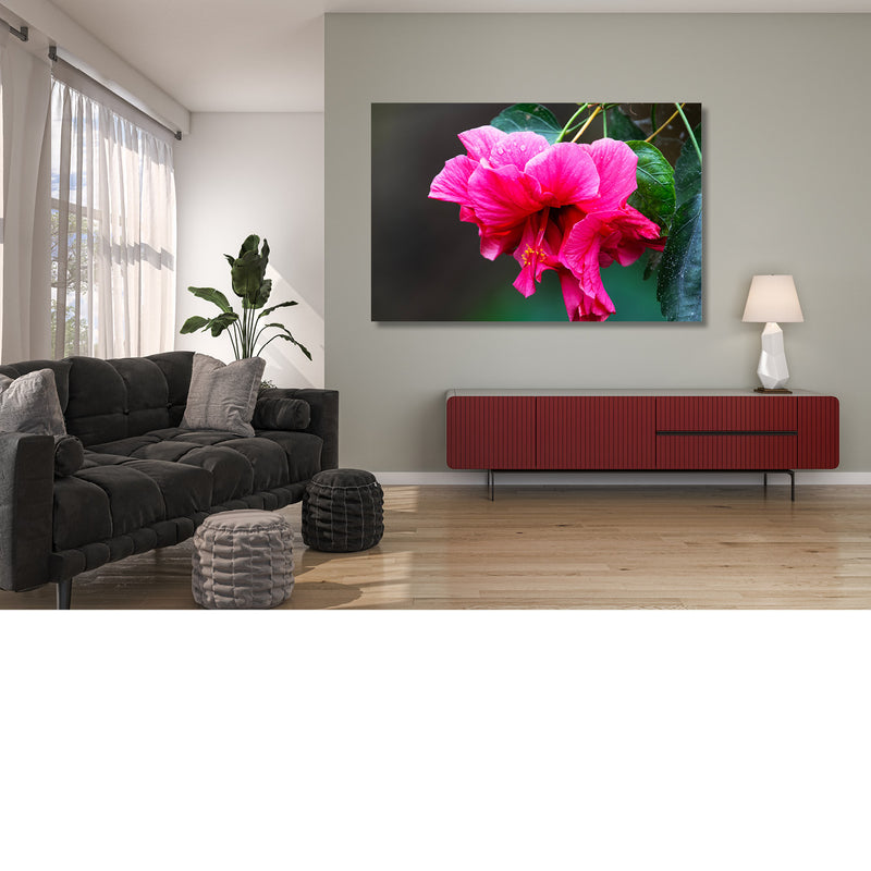Hibiscus, Chinese roos, Hibiscus rosa-sinensis