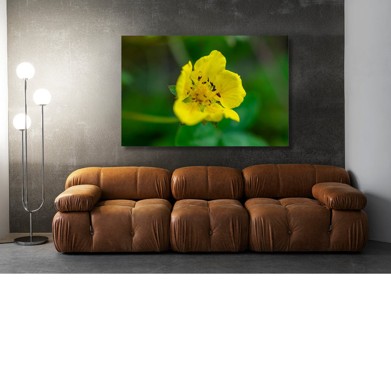 Boterbloem, ganzerik