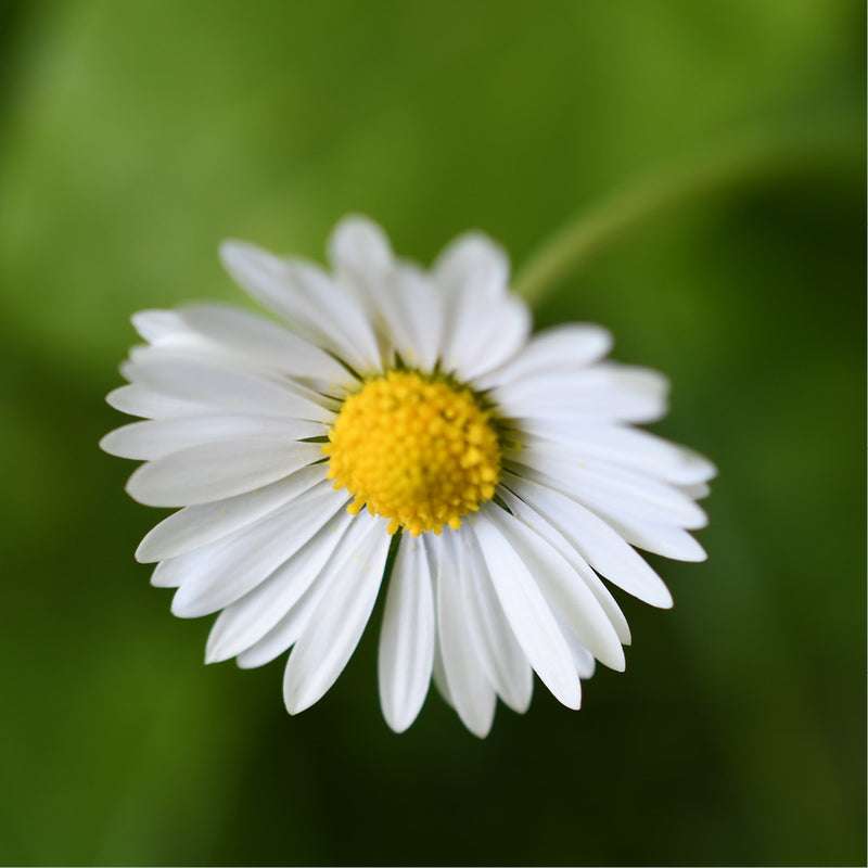 Madeliefje met witte bloembladen rond een geel hart, tegen een wazige groene achtergrond.