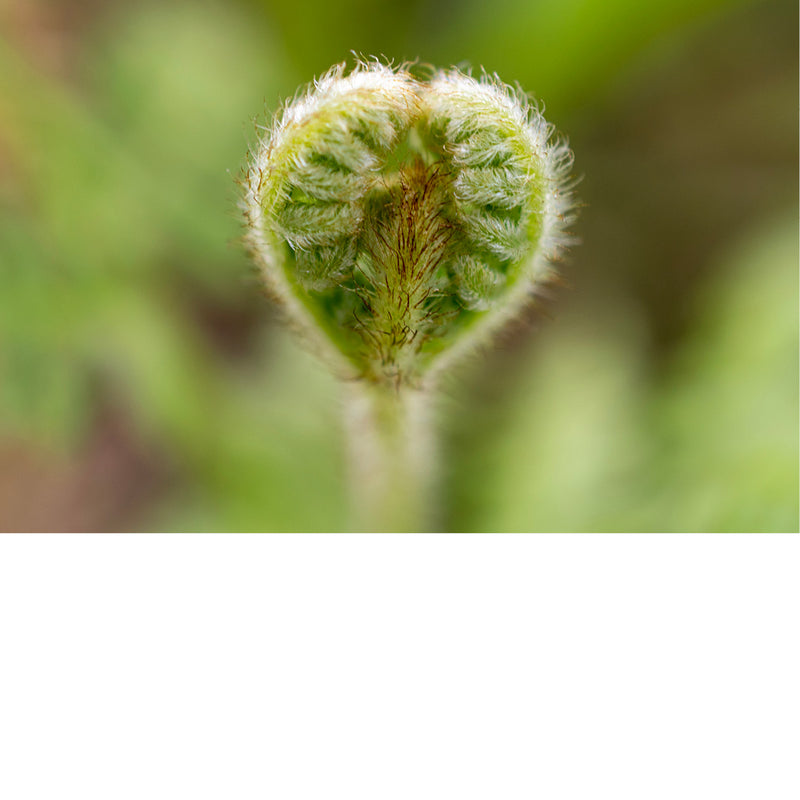 Opgerolde jonge varensknoop, dicht behaard met witte haartjes, tegen een wazige groene achtergrond.