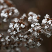 Close-up van bevroren bloemschermpjes aan een verdroogde Sedum-plant, tegen een wazige bruine achtergrond.