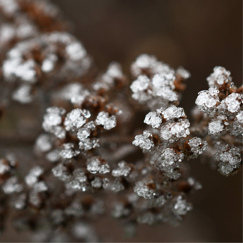 Close-up van bevroren bloemschermpjes aan een verdroogde Sedum-plant, tegen een wazige bruine achtergrond.