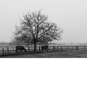 Winters weiland met een kale boom en twee grazende paarden, gehuld in ochtendmist.