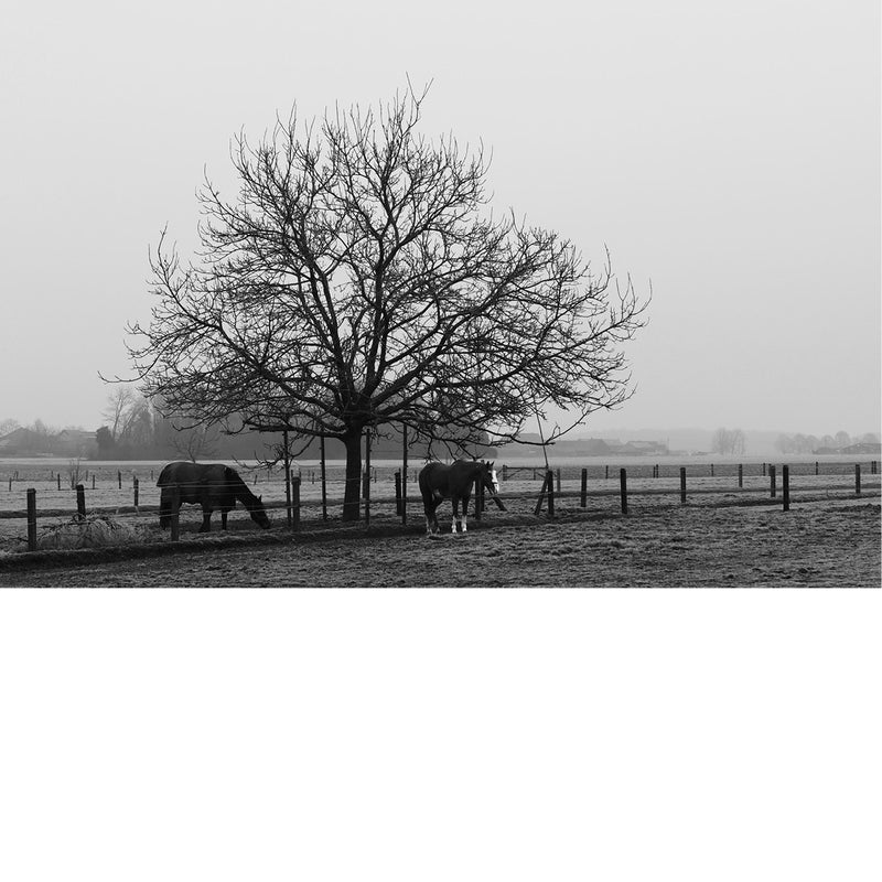 Winters weiland met een kale boom en twee grazende paarden, gehuld in ochtendmist.