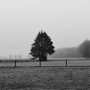Eenzame naaldboom in een mistig winterlandschap, met een houten omheining op de voorgrond.