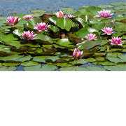 Roze waterlelies drijven tussen groene bladeren op een vijver, in helder zonlicht.